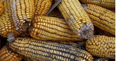 夏季飼料防霉與原料銷售策略 保障品質(zhì)，贏得市場(chǎng)