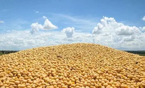 堅(jiān)挺的大豆價(jià)格還能“挺”多久？飼料原料銷售面臨后市風(fēng)險(xiǎn)
